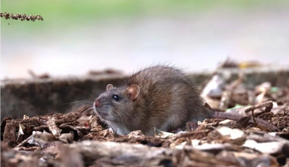 Rats Poitiers